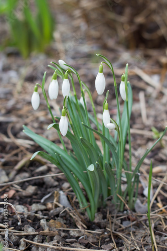 first spring flowers snowdrops blooming