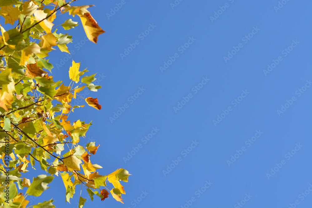 Side border with autumn leaves with blue sky Side border with autumn leaves with blue sky