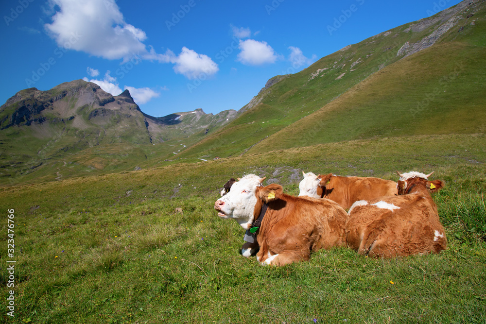 Naklejka premium Swiss cow