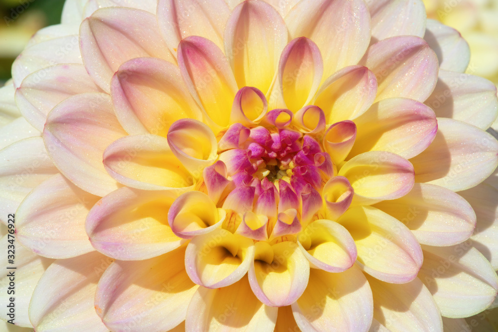 Fototapeta premium Dahlia flower