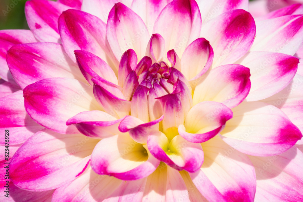 Dahlia flower Dahlia flower