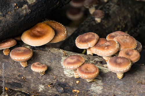 shiitake mushrooms growing in logs.