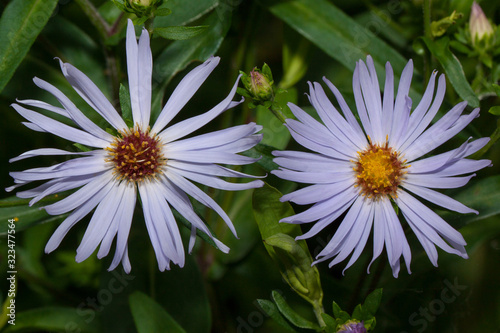 Two beautiful aster are growing on a green meadow.