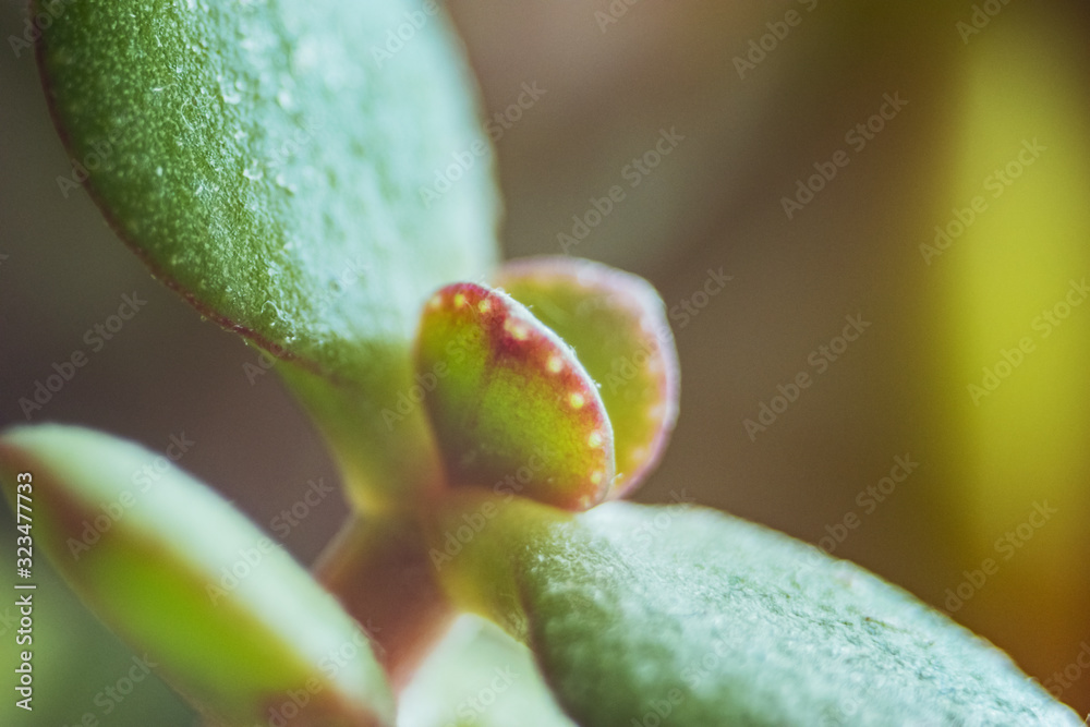 close up of a flower