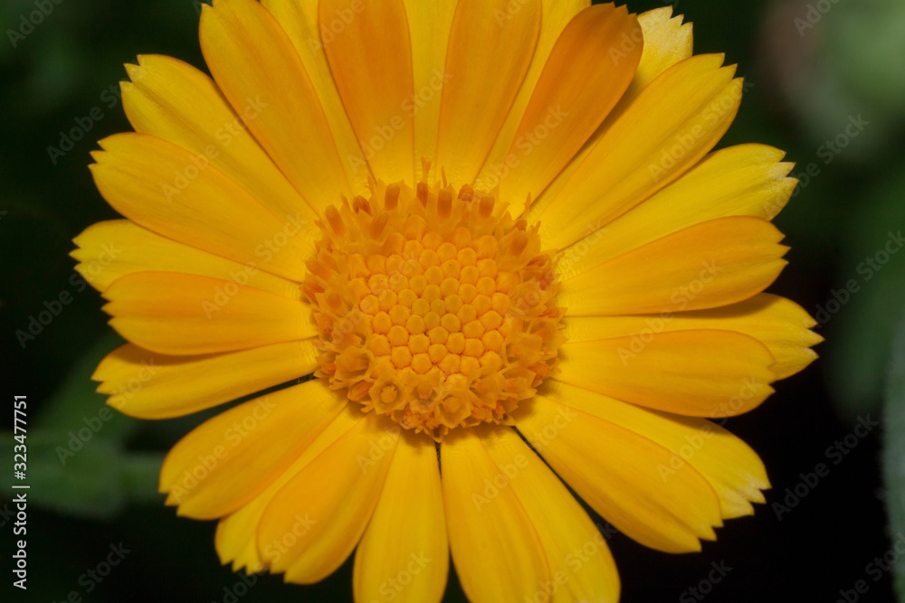 Beautiful orange calendula is growing on a meadow. Close up. Beautiful orange calendula is growing on a meadow. Close up.