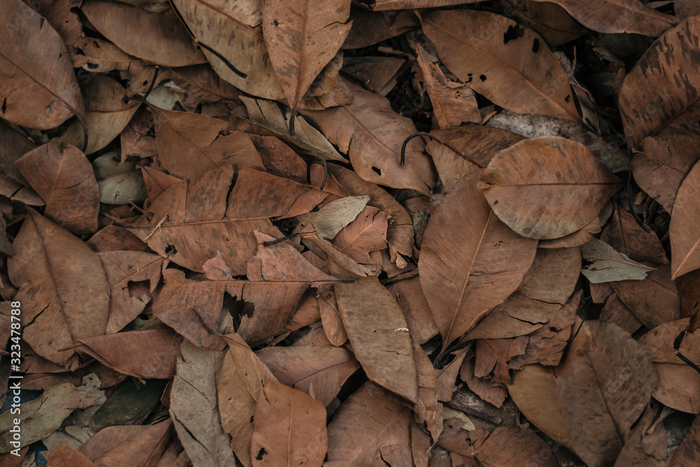 A pile of wilted leaves