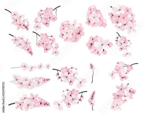 Fototapeta Beautiful blossoming pink sakura flowers on branches.