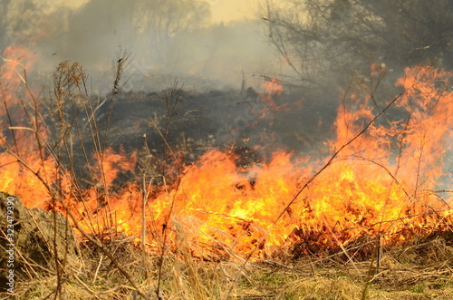 coastal zone of marsh creek, strong smoke from fire of liana overgrowth. Spring fires of dry reeds dangerously approach houses of village by river Cleaning fields of reeds, dry grass. Natural disaster photo