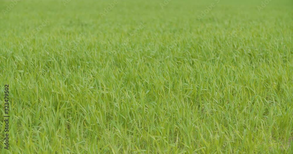 Agriculture wheat field agriculture development Agriculture wheat field agriculture development