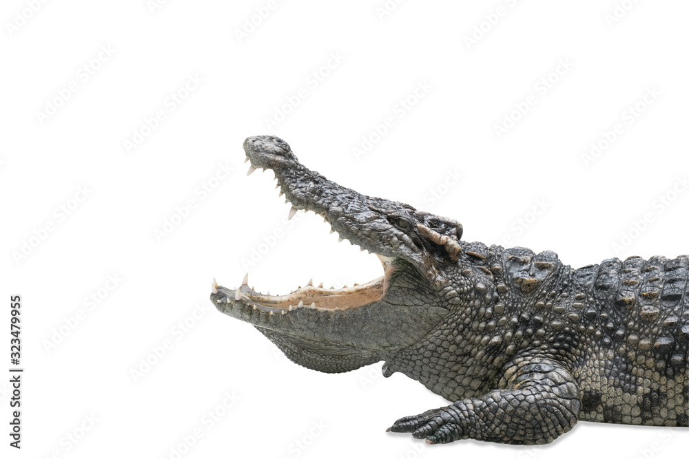 Obraz premium Closeup large crocodile is opening mouth isolated on white background with clipping path