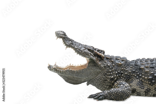 Closeup large crocodile is opening mouth isolated on white background with clipping path