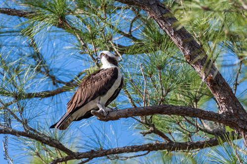 Osprey (Pandion haliaetus) perched in a Florida Scrub Pine.