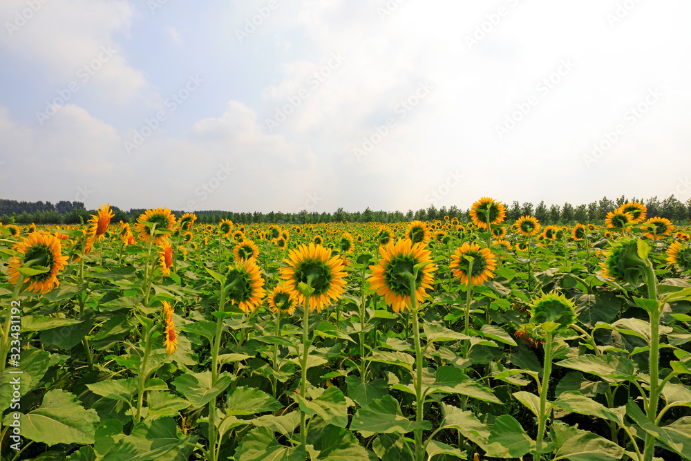 Obraz premium Sunflowers on a farm, China