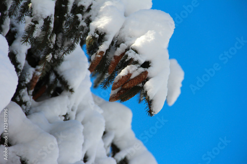 Branches of spruce with cones in a snow cap against the blue sky © OLGA RA