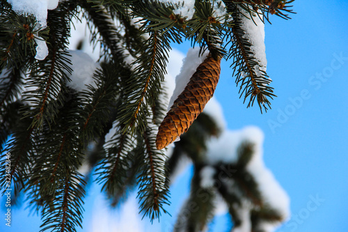 Branches of spruce with cones in a snow cap against the blue sky