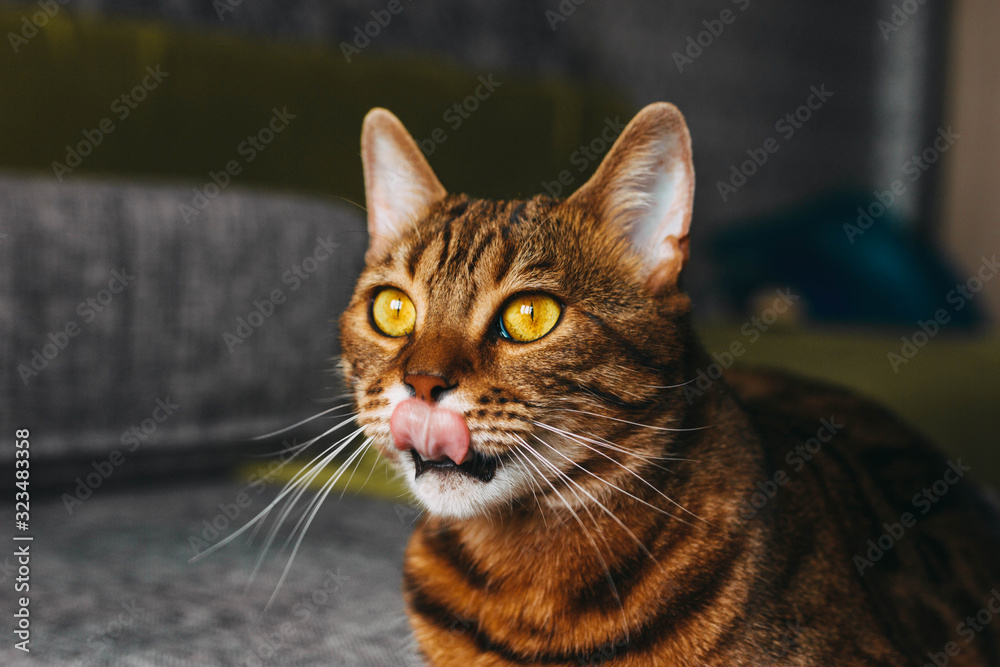 licking bengal cat close-up. brown color with stripes, green and yellow eyes