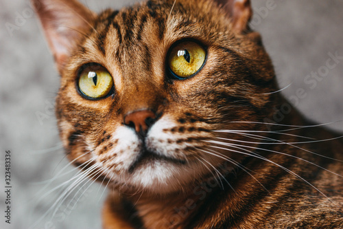 face of a bengal cat mestizo, close up. brown color with stripes, green and yellow eyes
