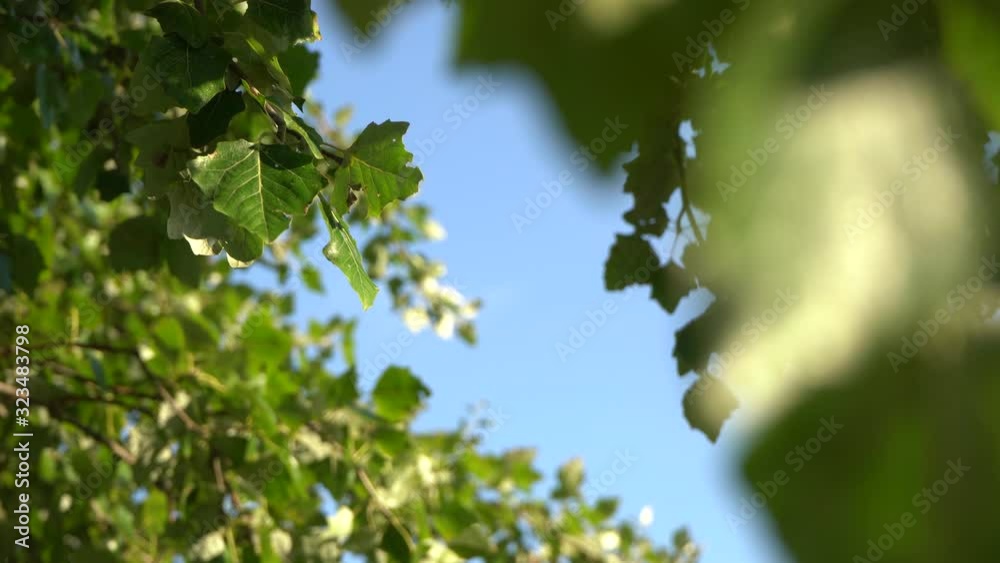 Closeup view 4k video of branches of trees with green foliage isolated on sunny blue sky background. Closeup view 4k video of branches of trees with green foliage isolated on sunny blue sky background.