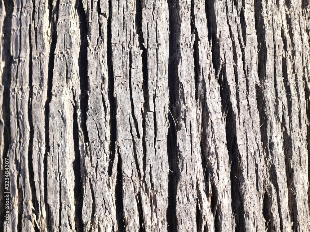 Obraz premium Palmier