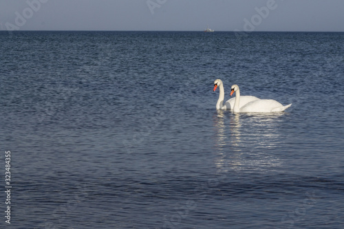 Fototapeta Naklejka Na Ścianę i Meble -  swan on sea