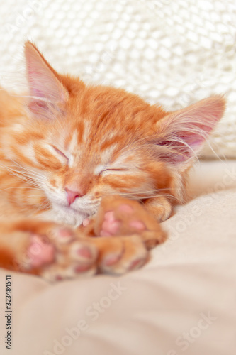 Beautiful red tabby kitty dream on soft pillow. Close up portrait redhead sleepy striped kitten. Cute sleeping cat