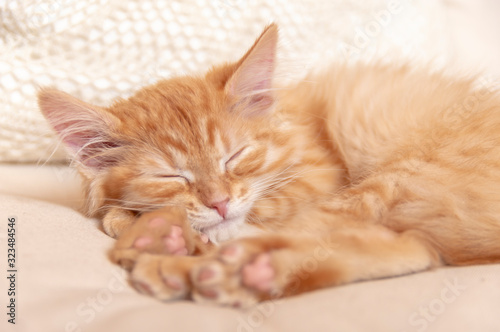 Beautiful red tabby kitty sleeping on soft pillow. Close up portrait redhead sleepy striped kitten
