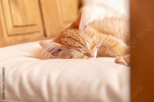 Fototapeta Naklejka Na Ścianę i Meble -  Beautiful red tabby kitty dream on soft pillow. Close up portrait redhead sleepy striped kitten