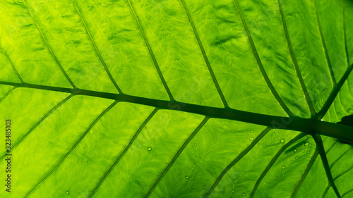 Leaf vein shot from below in tropical setting with rain drops on leaf top