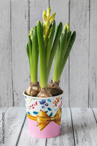 Decorative hyacinth in a colorful pot on a wooden  background