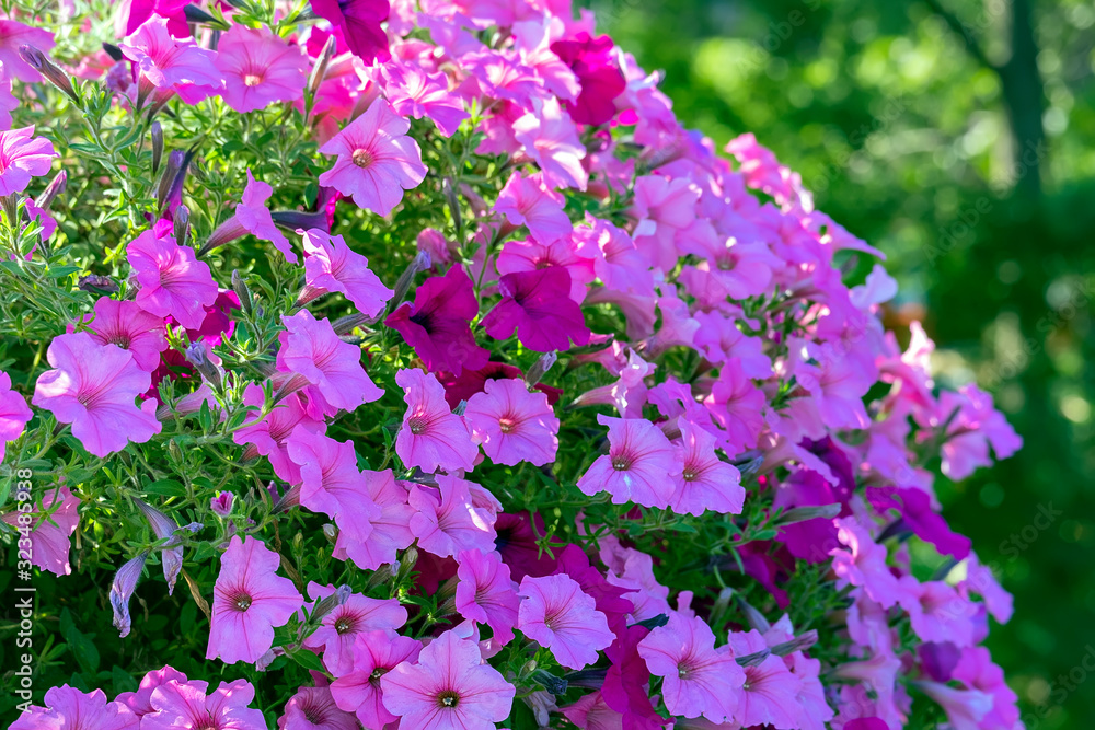 Obraz premium Flowers