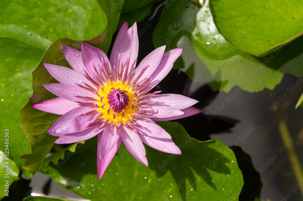 Purple Nymphaea Water Lily (nenuphar) Purple Nymphaea Water Lily (nenuphar)