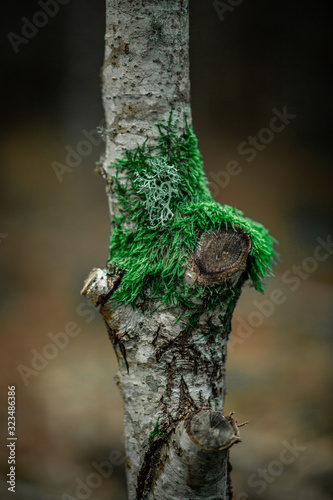 Tree with green moss bokeh background
