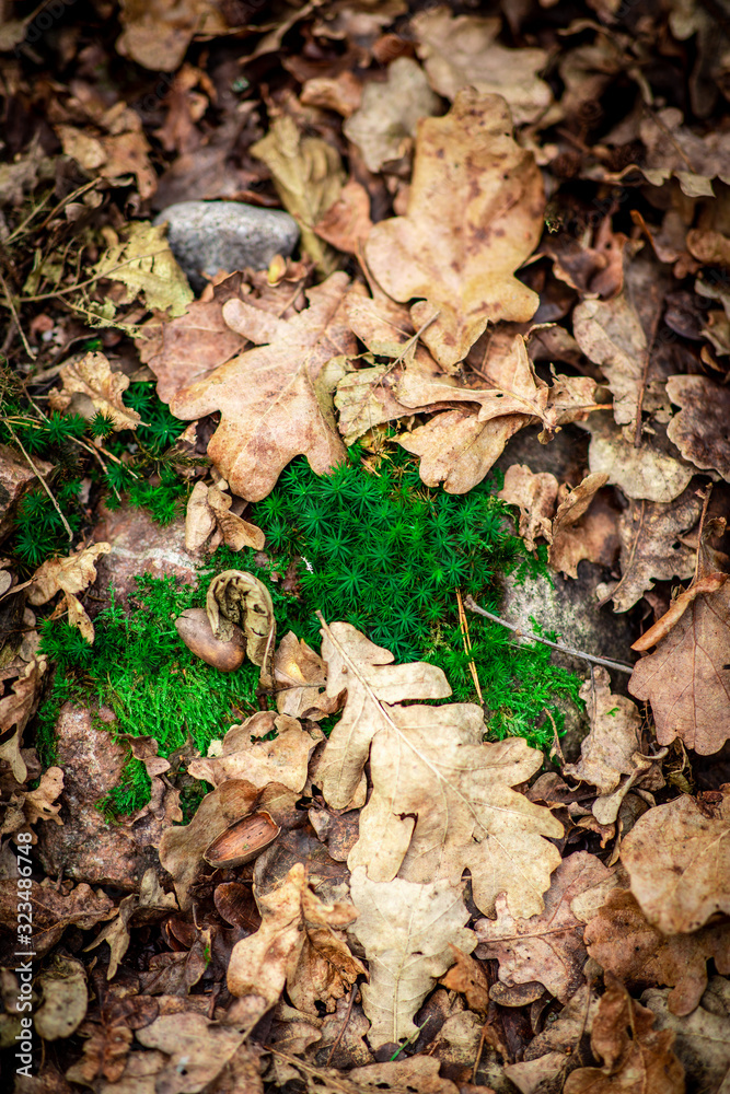 Green moss with leaves in the wood Green moss with leaves in the wood