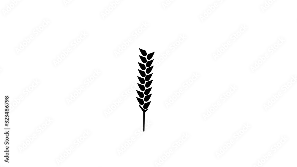 Wheat spike yellow isolated on white background Wheat spike yellow isolated on white background