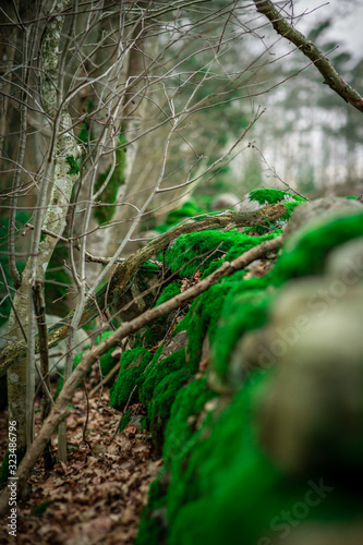 Green moss on stone wall in the wood