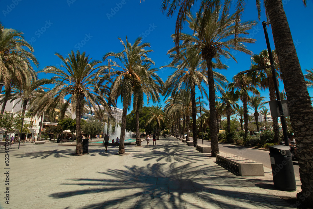 palm trees on the beach-Island Ibiza