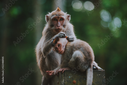 Monkey forest in Bali, ubud. Concept about nature and animals