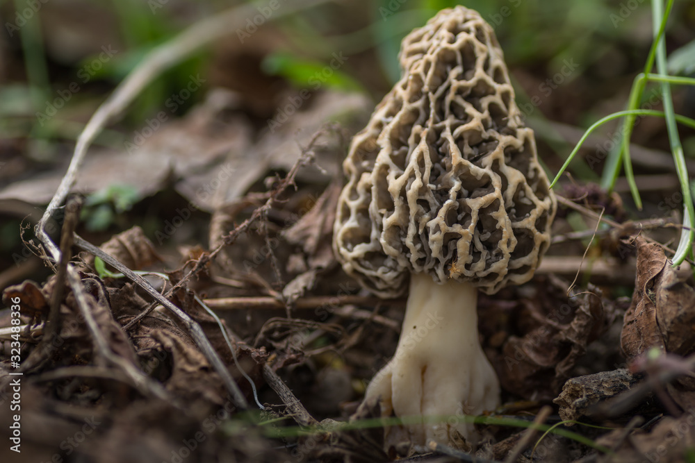 speisemorchel im fruehling in einem wald speisemorchel im fruehling in einem wald