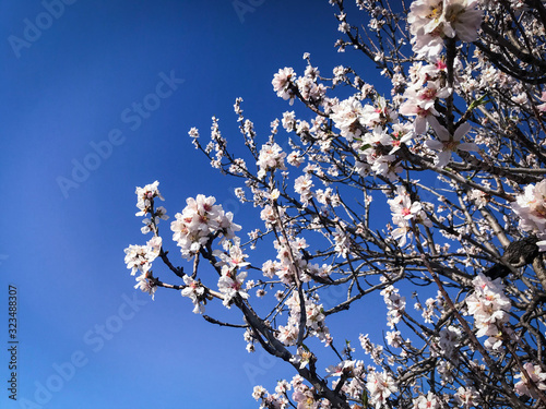 Beautiful almonds blossoms photo