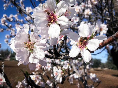 Beautiful almonds blossoms photo