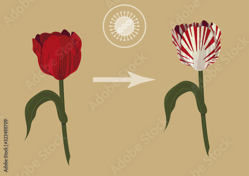 The influence of viruses in our life. How the virus created the one of the most important economic crisis - tulip fever. Red tulip obtains a white stripes because of the virus