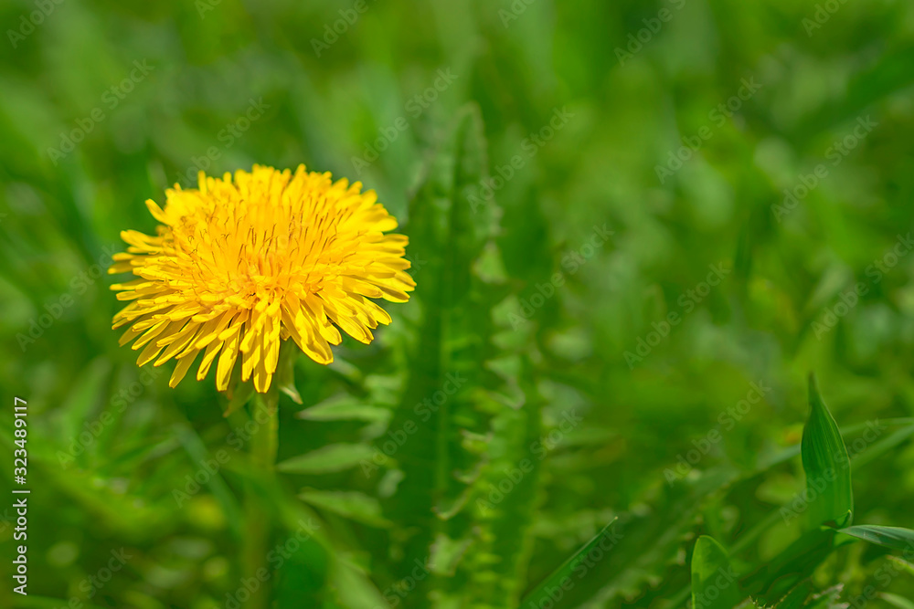Yellow dandelion. Bright flowers dandelions on background of green spring meadow.