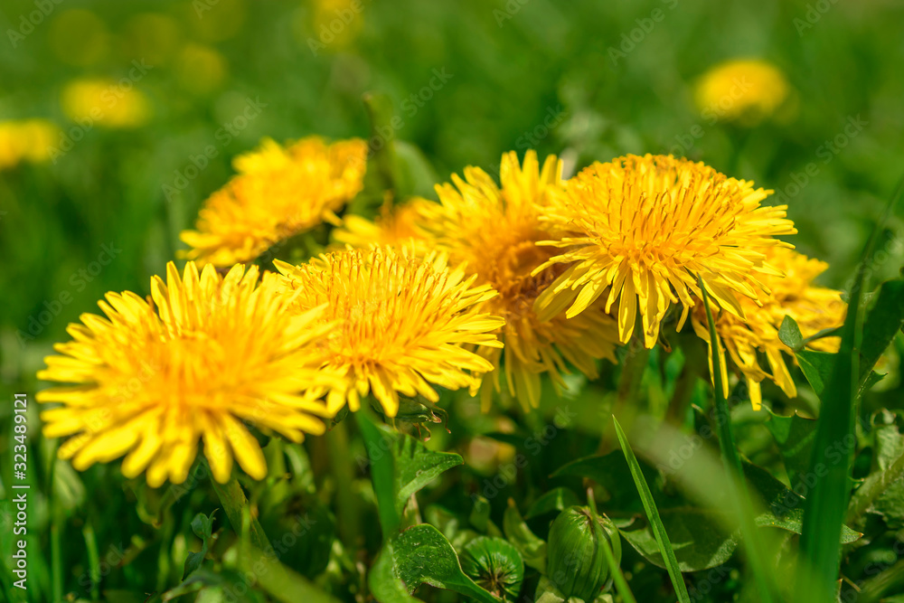 Yellow dandelion. Bright flowers dandelions on background of green spring meadow. Yellow dandelion. Bright flowers dandelions on background of green spring meadow.