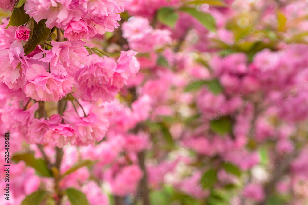 Sakura blossom. Pink japanese cherry bloom flowers on blurred spring background Sakura blossom. Pink japanese cherry bloom flowers on blurred spring background