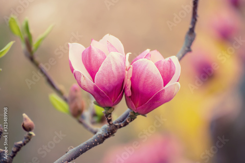 Magnolia spring flowers