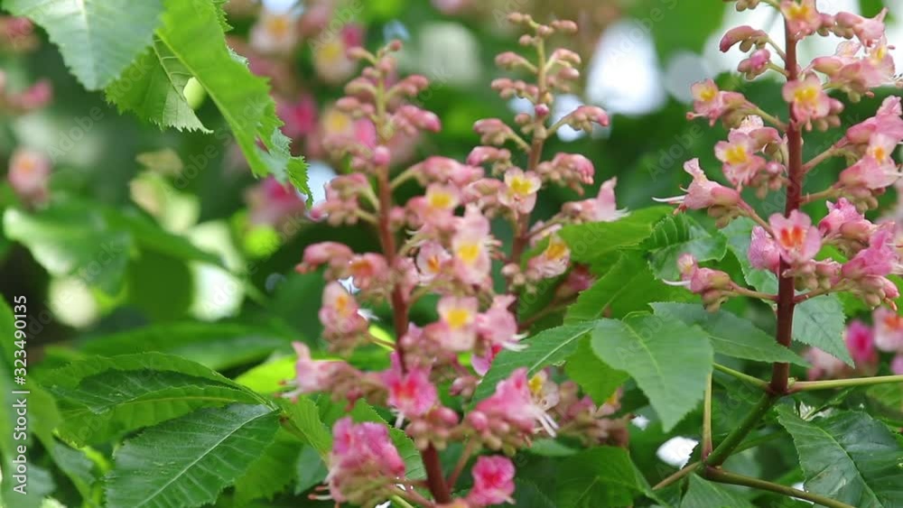 Beautiful pink chestnut blossom, sunny day, light breeze. Spring background. Slow motion video, dynamic scene. Close up. Beautiful pink chestnut blossom, sunny day, light breeze. Spring background. Slow motion video, dynamic scene. Close up.