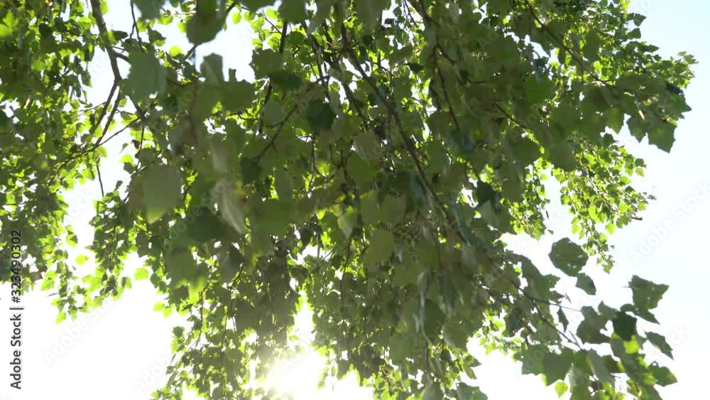 Branches of summer trees with green leaves isolated on blue sky background. Soft sunlight filtering through foliage. Branches of summer trees with green leaves isolated on blue sky background. Soft sunlight filtering through foliage.