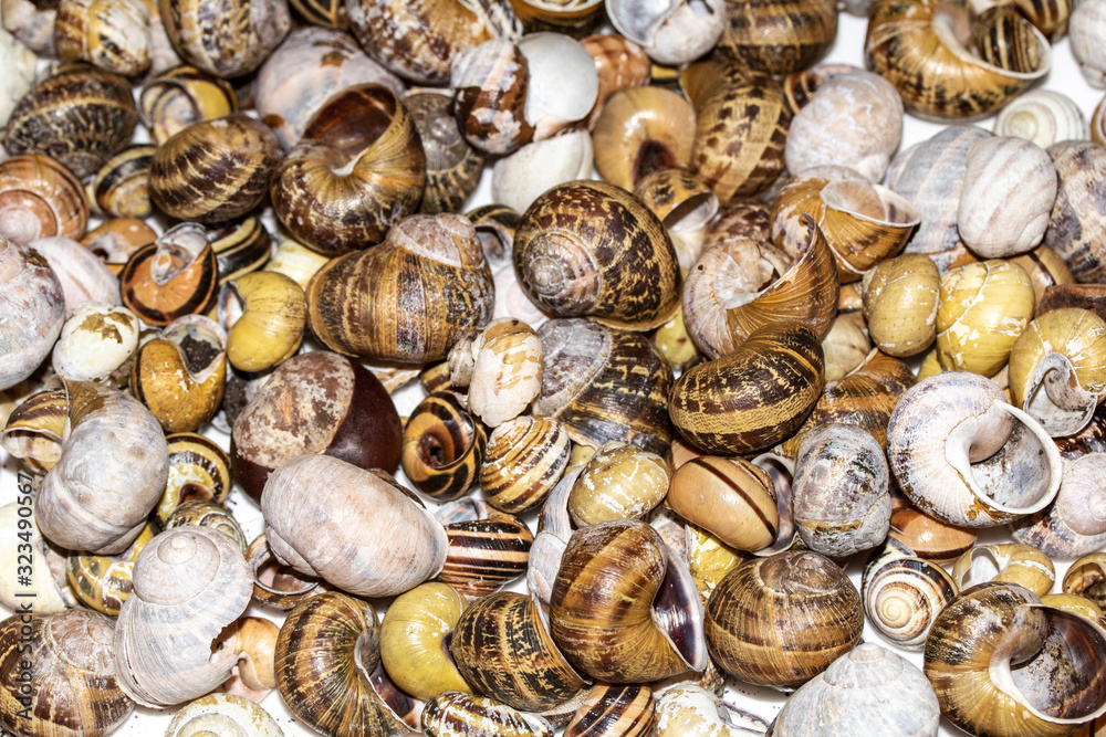 Collection of Empty Snail Shells on a White Background