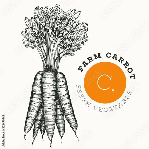 Hand drawn sketch style carrot. Organic fresh food vector illustration isolated on white background. Retro vegetable root illustration. Engraved style botanical picture.