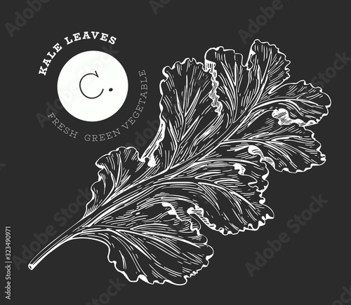 Hand drawn sketch style kale salad. Organic fresh food vector illustration on chalk board. Retro vegetable leaf cabbage illustration. Engraved style botanical picture.